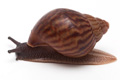 Achatina achatina achatina Ghana typ 1e juvenil
